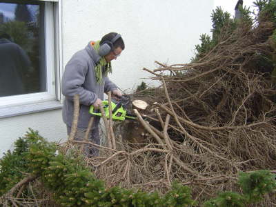 Baum wird gefllt